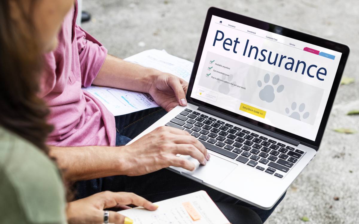 Popular pet insurance providers in 2026